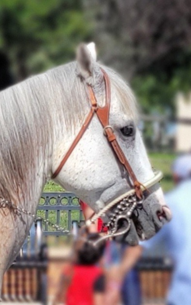 Horse in Stars & Stripes Parade