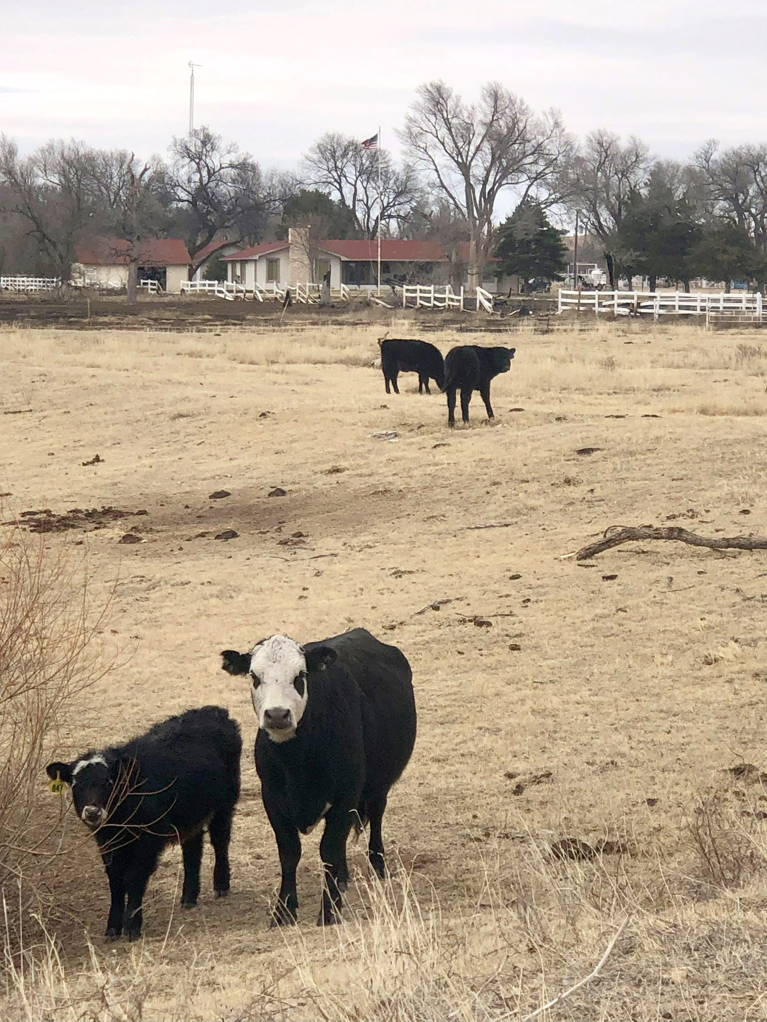 Cattle grazing near Mitchell Ranchhouse, with burned fence in background