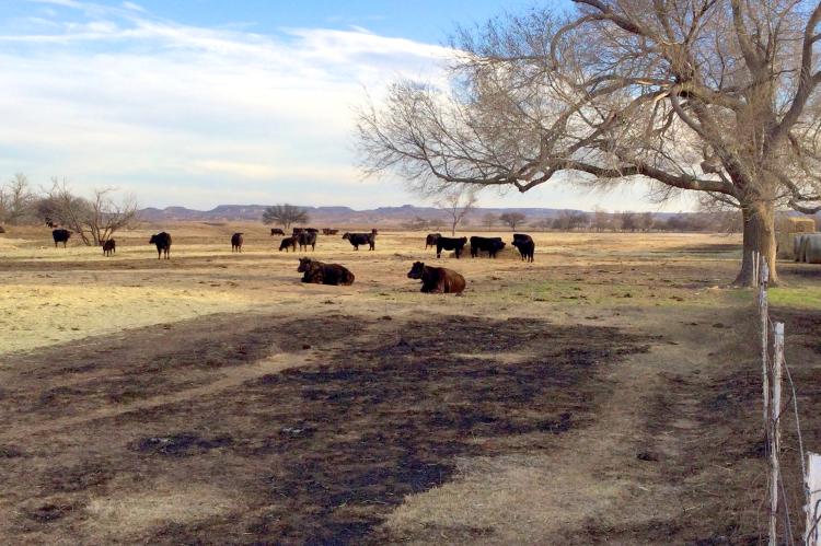 The survivors...grazing in pasture near Mitchell Ranchhouse