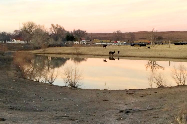 Once tree-lined pond near Mitchell Ranchhouse