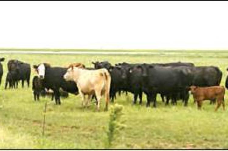 Mini ag conference to address cow/calf and stocker cattle nutrition. (Texas A&amp;M AgriLife photo by Kay Ledbetter)