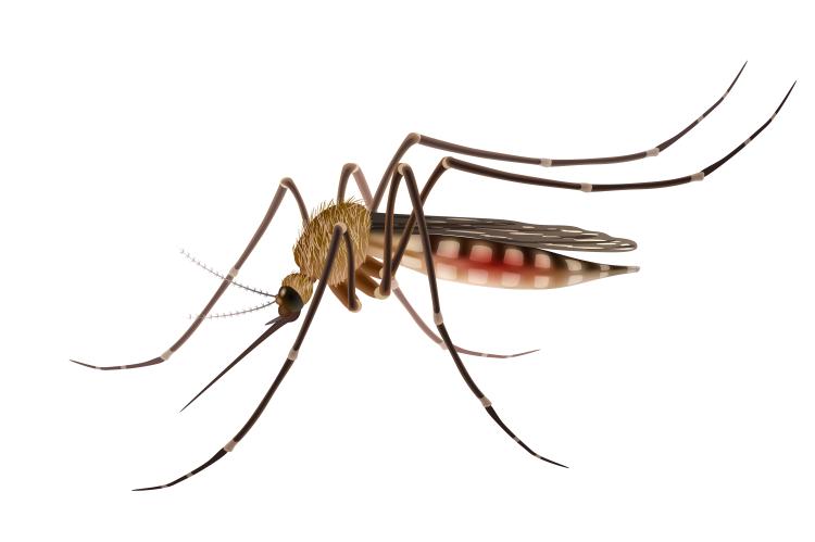 Mosquito