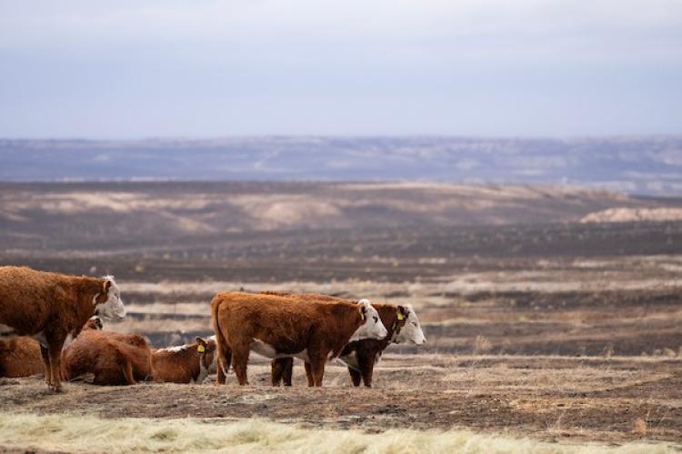 A multi-state agricultural tour will feature topics such as post-fire recovery and cattle nutrition and pasture management. (Sam Craft/Texas A&M AgriLife) 