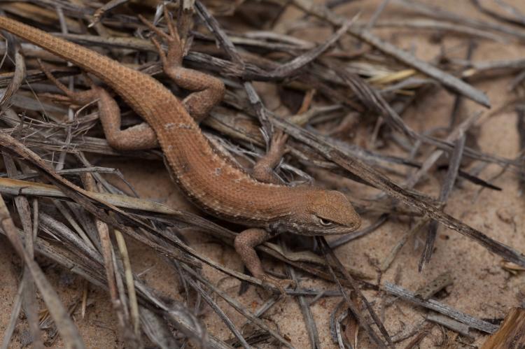 Dune Sagebrush Lizard