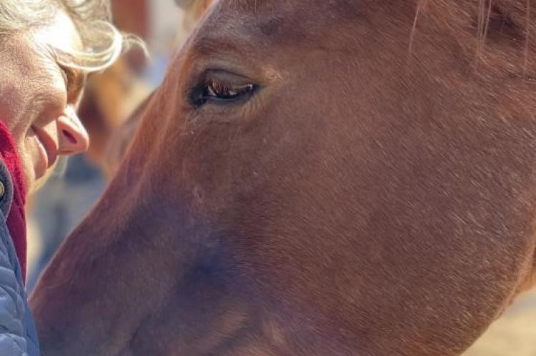 Dove Creek Equine Rescue