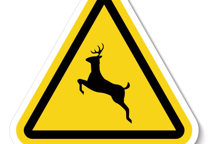 Deer hazard warning
