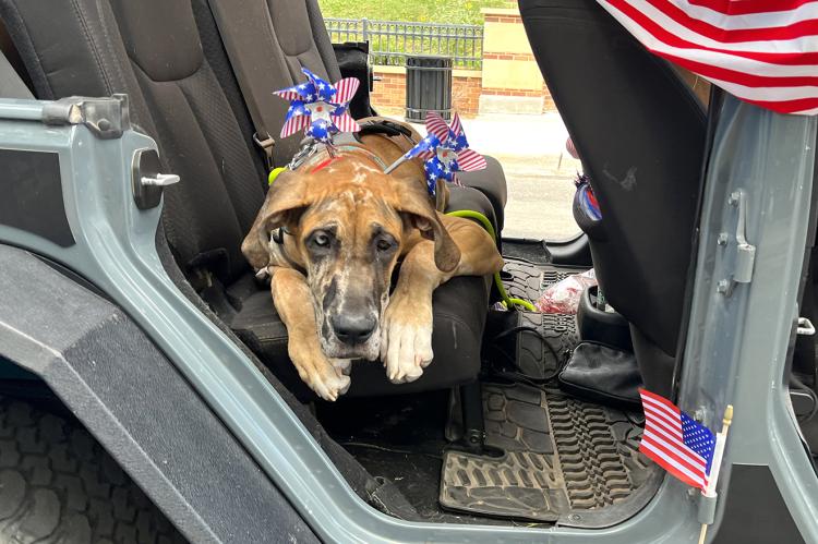 July 4th Parade Dog