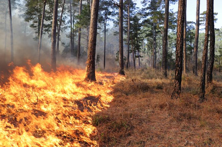 Prescribed burn