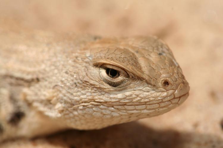 Dunes Sagebrush Lizard