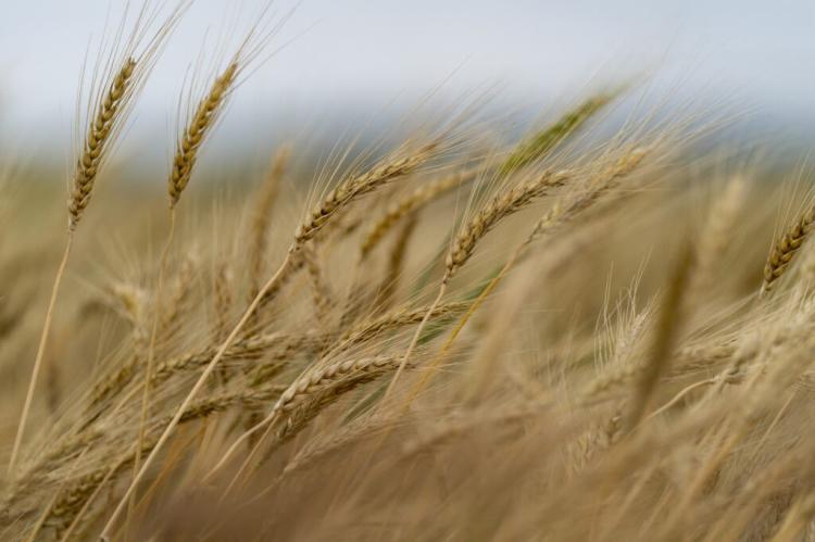 Wheat crop