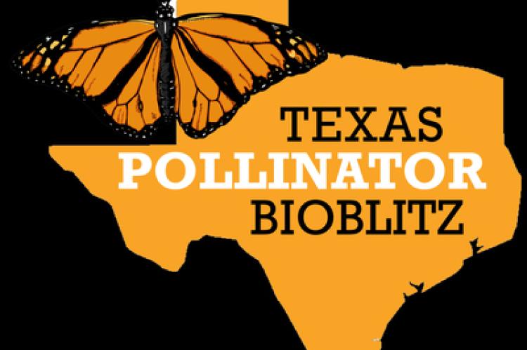 Texas Pollinator BioBlitz