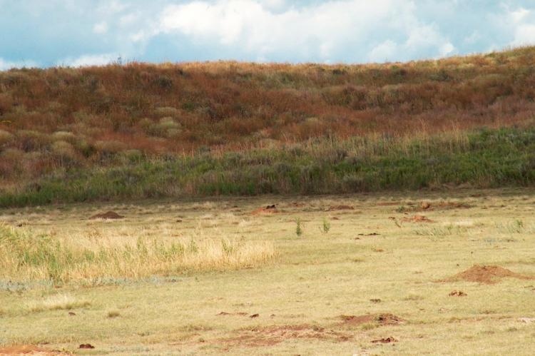 Gene Howe Wildlife Management Area