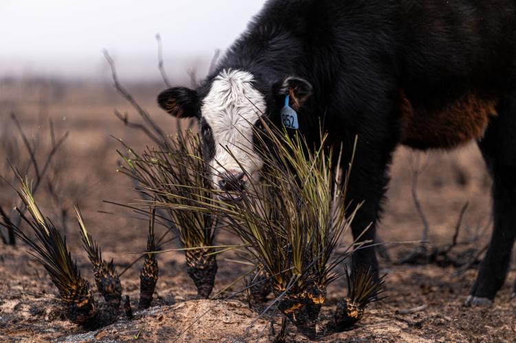 Cow grazing after the Smokehouse Creek Fire, Photo by Casey Long