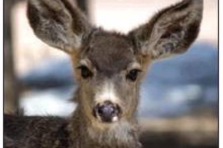 Deer