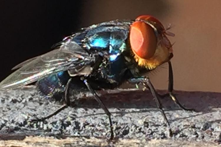 New World Screwworm Fly