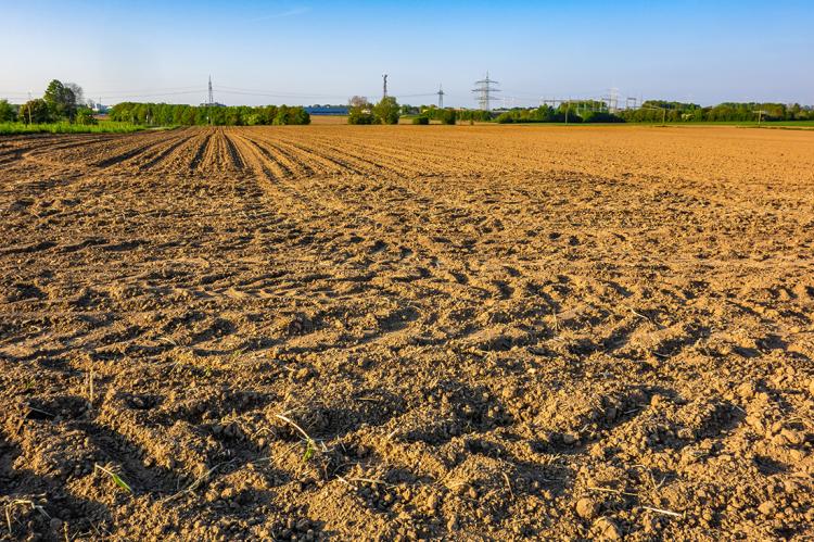 Drought-affected field