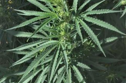 Hemp growing in southern Colorado