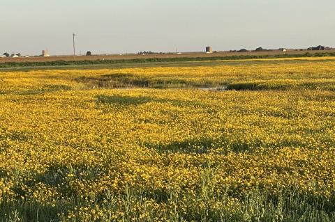 PLAYA FLORA--Showy yellow plains coreopsis adorns a moist playa adjacent to the Playa Classroom just south of Nazareth that will be the site of a Playa Tour in Association with the Nazareth German Fest on July 8.