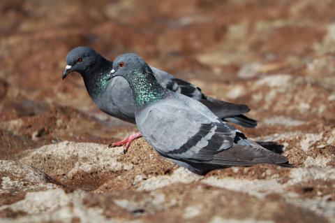 Dove