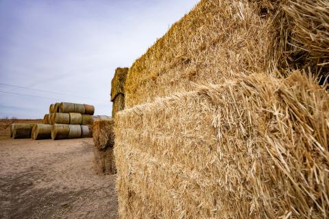 Hay bales of all kinds and sizes were collected and stacked in four Animal Supply Points operated by Texas A&M AgriLife Extension Service in response to the Smokehouse Creek, Windy Deuce and Grapevine Creek fires. (Sam Craft/Texas A&M AgriLife) 