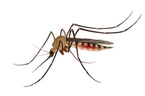 Mosquito