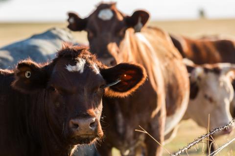 Cattle