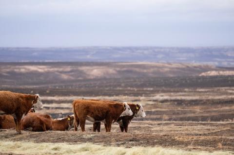 A multi-state agricultural tour will feature topics such as post-fire recovery and cattle nutrition and pasture management. (Sam Craft/Texas A&M AgriLife) 