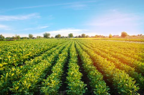 Agriculture Land