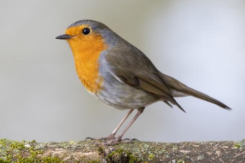 Bird