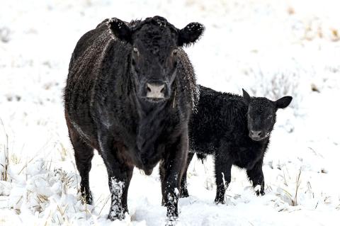 Cattle