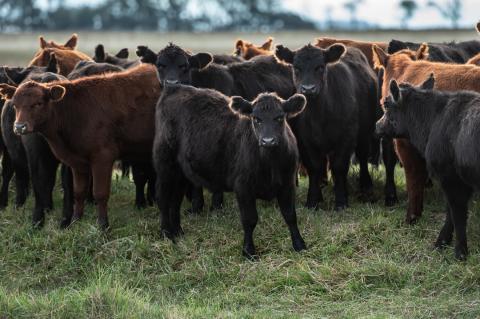 Beef Cattle