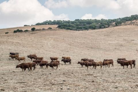 Cattle