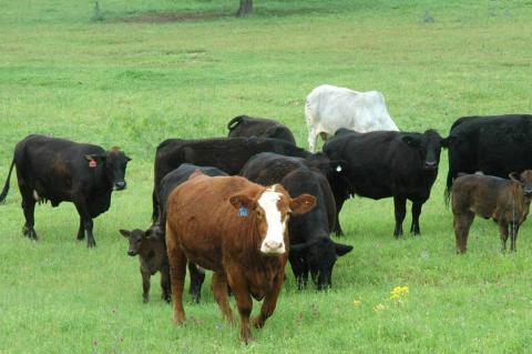 Cattle