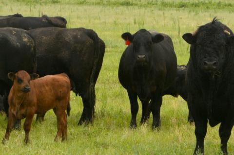 Issues ranchers need to be aware of as they prepare to rebuild herds will be addressed at the Texas A&M AgriLife Extension Extension Northeast Texas Panhandle Beef Conference on Sept. 7. (Texas A&M Agriculture Communications photo by Kay Ledbetter)