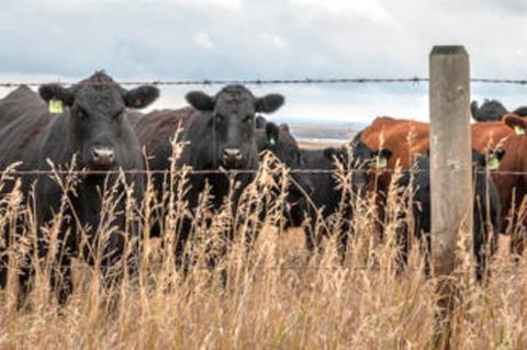 Cow/calf and stocker cattle operators can learn to add value to their operations at Sept. 14 event. 