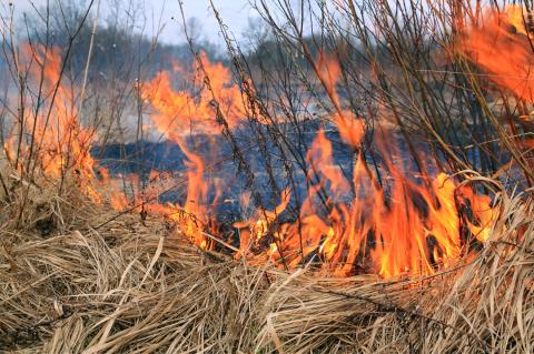 Prescribed Burn