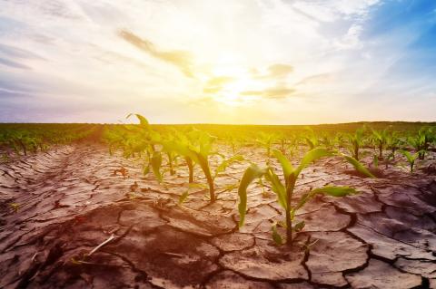 Drought
