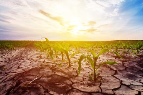 Drought