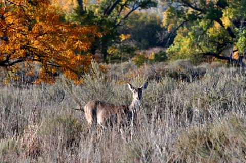 Fall Foliage