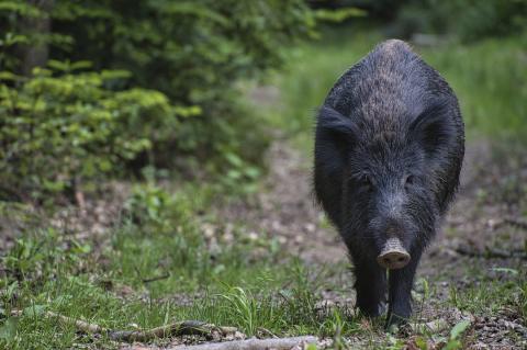 Feral hog
