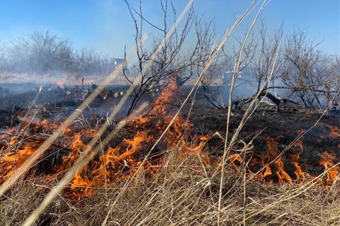 Wildfire