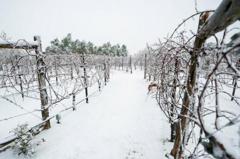 Grapevines