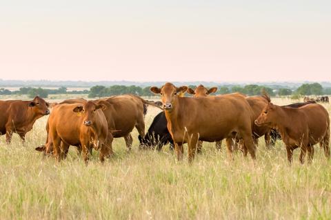 Cattle