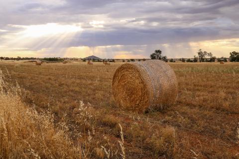 Hay bales