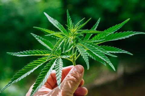 Hemp webinar series offered by Texas AgriLife Extension in February and March