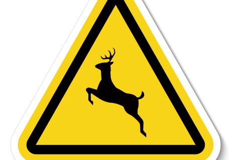 Deer hazard warning