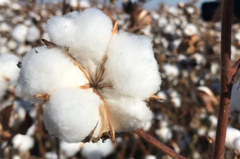 AgriLife hosts Texas cotton conference on Jan. 15 in Pampa