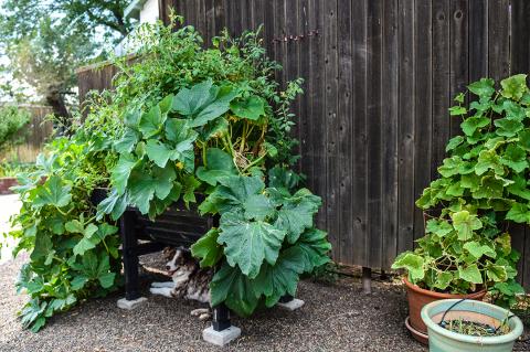 Container Garden