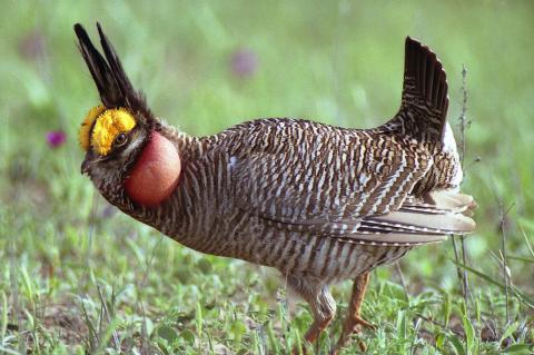 Lesser-Prairie Chicken