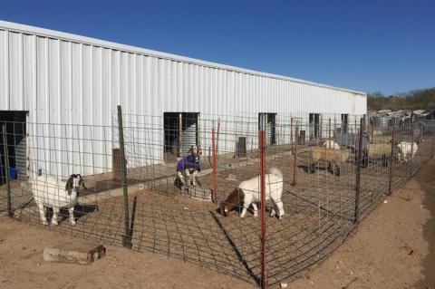 Livestock